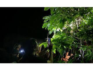 サンセットカヌー(陽が沈んだあとはナイトツアーへ)