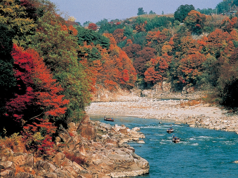 例年天竜川の紅葉は11月中旬が見頃です。