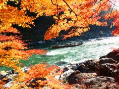 モミジの効用は11月中旬