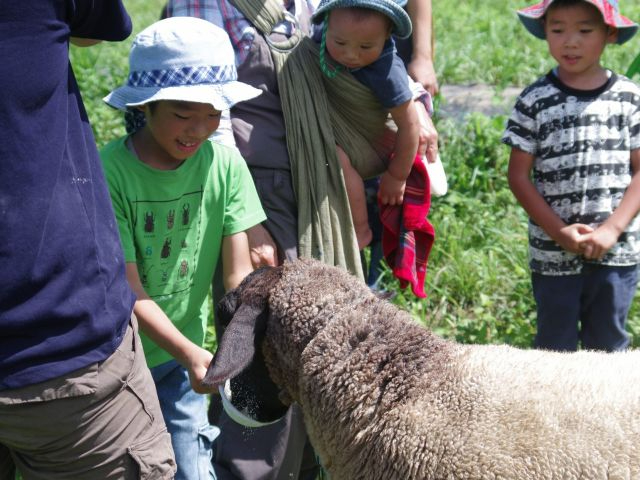 《7月・ひつじふれあい体験 60分》羊を学びながら放牧地を巡る!餌やり体験付♪