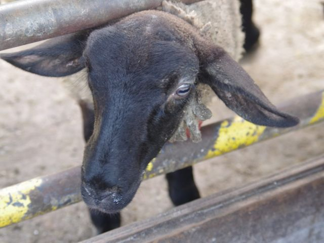 ���R������� ��܂�����̎ʐ^3