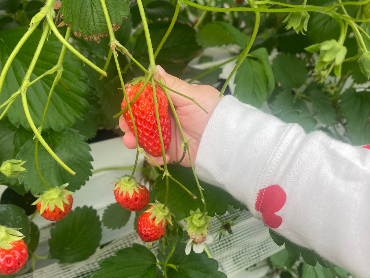 小さなお子様でも、お子様目線の摘みやすい位置にイチゴがあって食べやすい！その場でパクリと食べていただけます。
