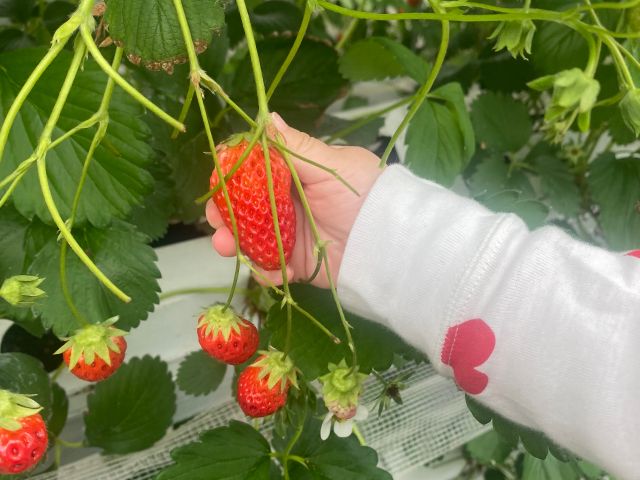 小さなお子様でも、お子様目線の摘みやすい位置にイチゴがあって食べやすい!その場でパクリと食べていただけます。