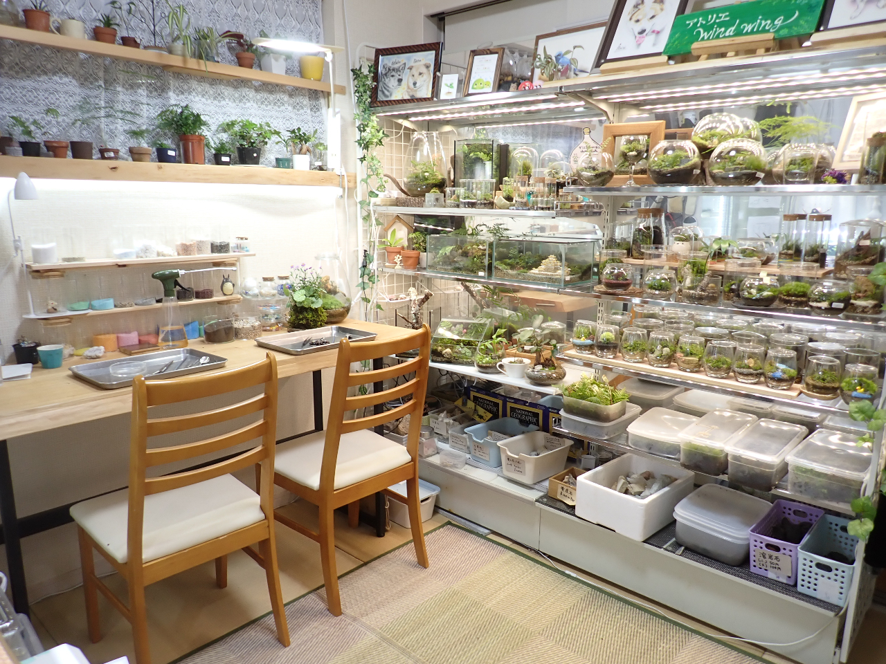 �A�g���G�����̗l�q�ł��B�ϑ��̔��Ŕ[�i�O�̍�i��������ł��̔����Ă��܂��B�ۂȂǂ̎��ނ��̔����Ă��܂��B