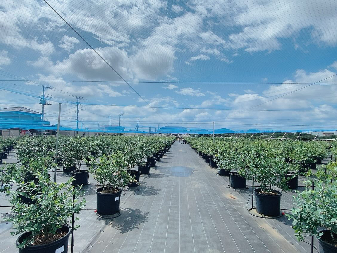 2026年5月30日開園予定♪≪千葉・八街≫ 食べ放題ブルーベリー狩りプラン!フ...