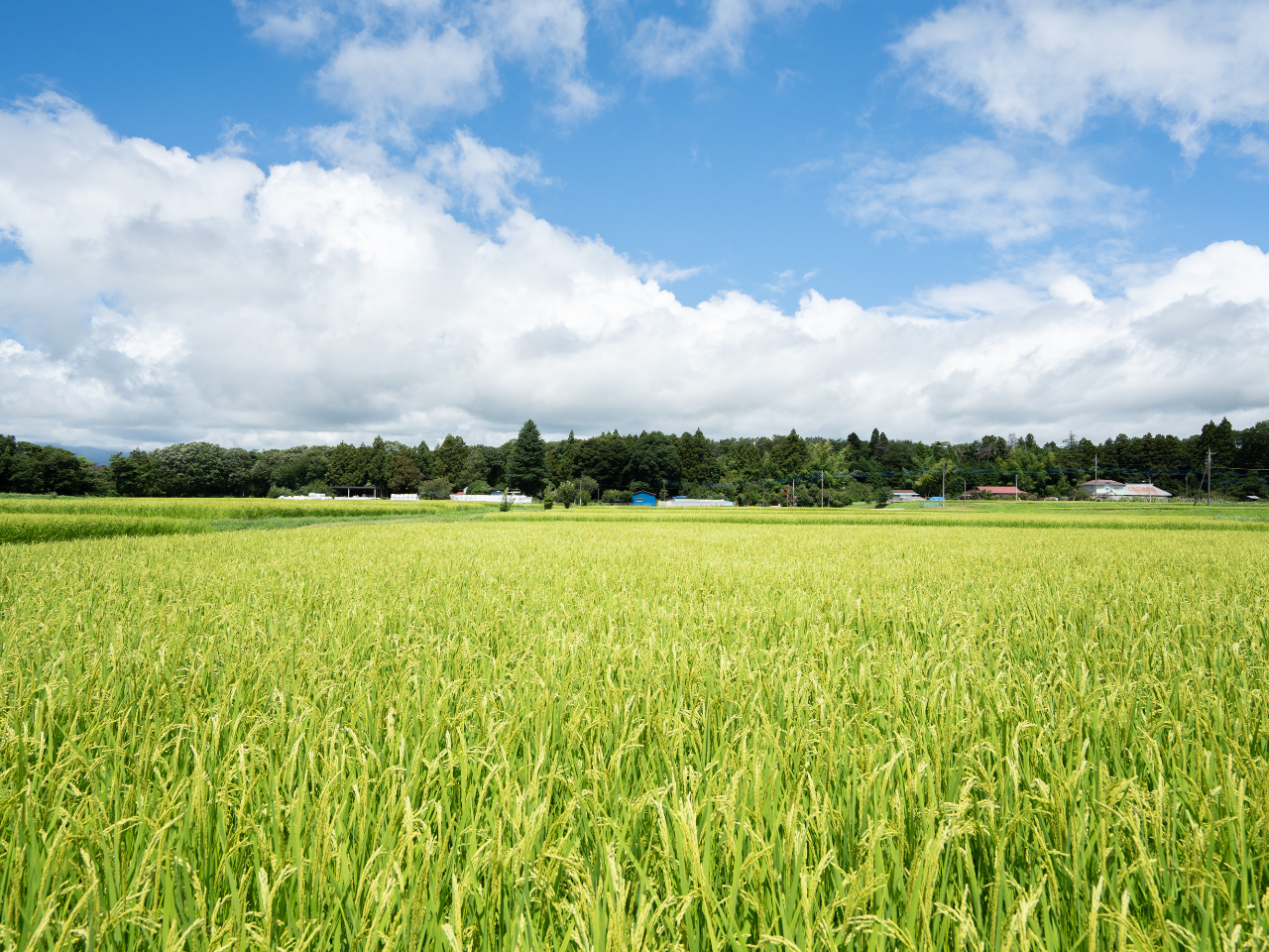 東北自動車道、那須ICより3分という好立地にあります!のどかな風景が自慢です