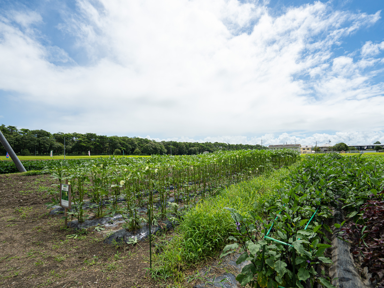 Orageの那須畑風景