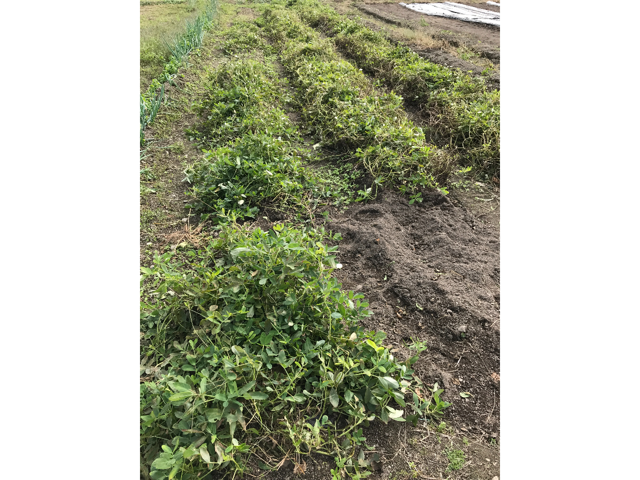 落花生畑です。