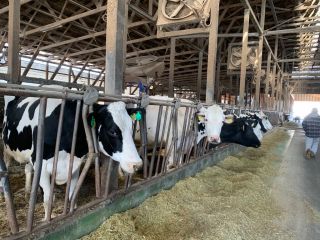 健康で元気いっぱいの牛たちです♪