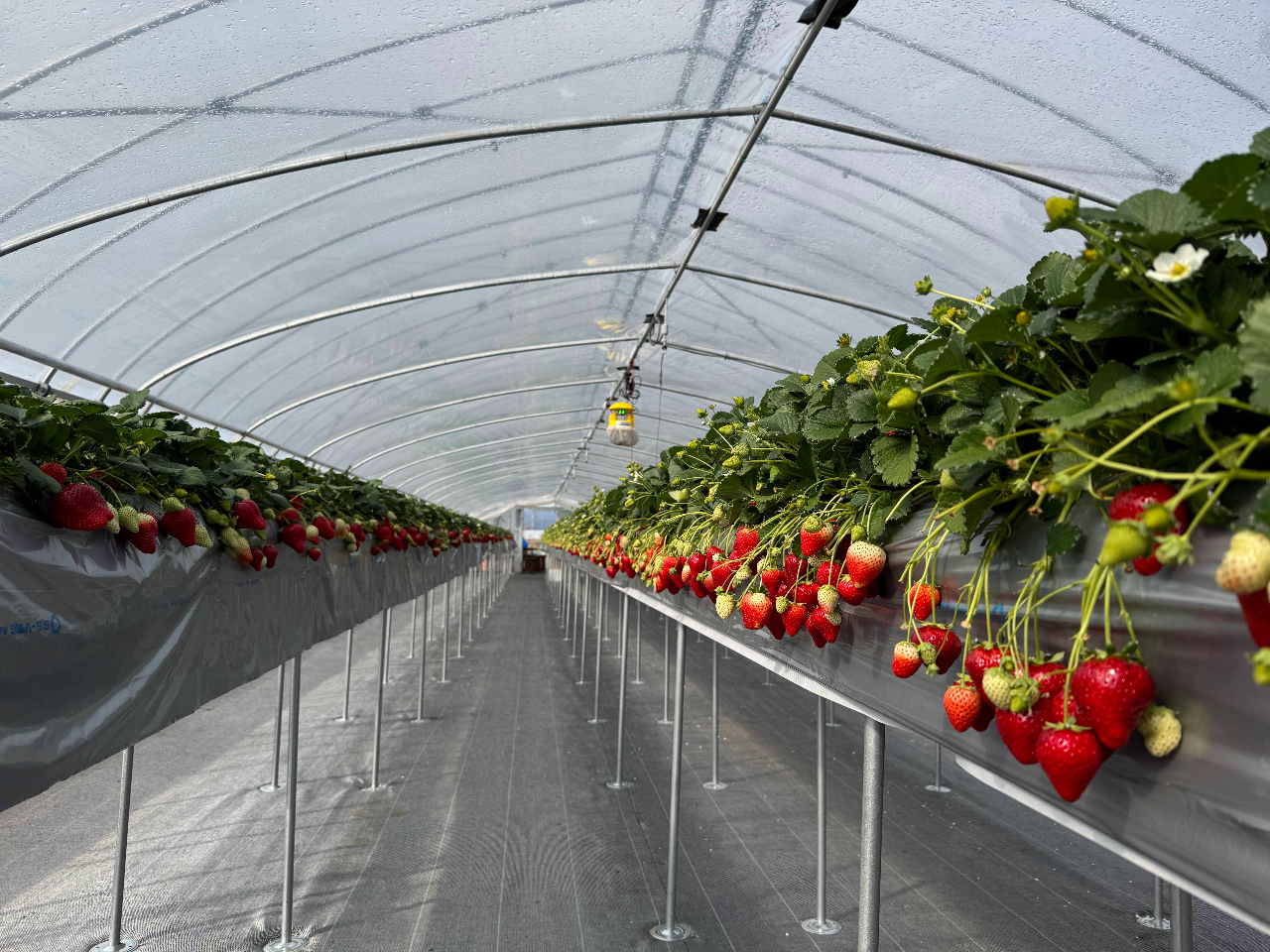 \GF_^S߂č邢SgKŖ܂悤Ɂc