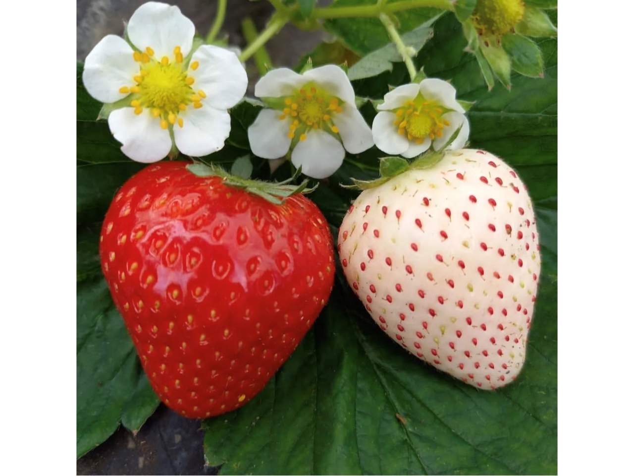 ƐL@엿_ňĂSSȂłci͎ɂėlXI