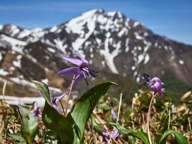 カタクリ、ミズバショウ、ニッコウキスゲなど、高山植物も豊富。