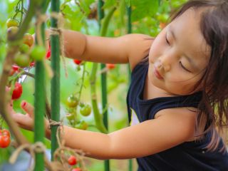 季節の野菜の収穫体験!採れたての野菜はとっても美味しいですよ。
