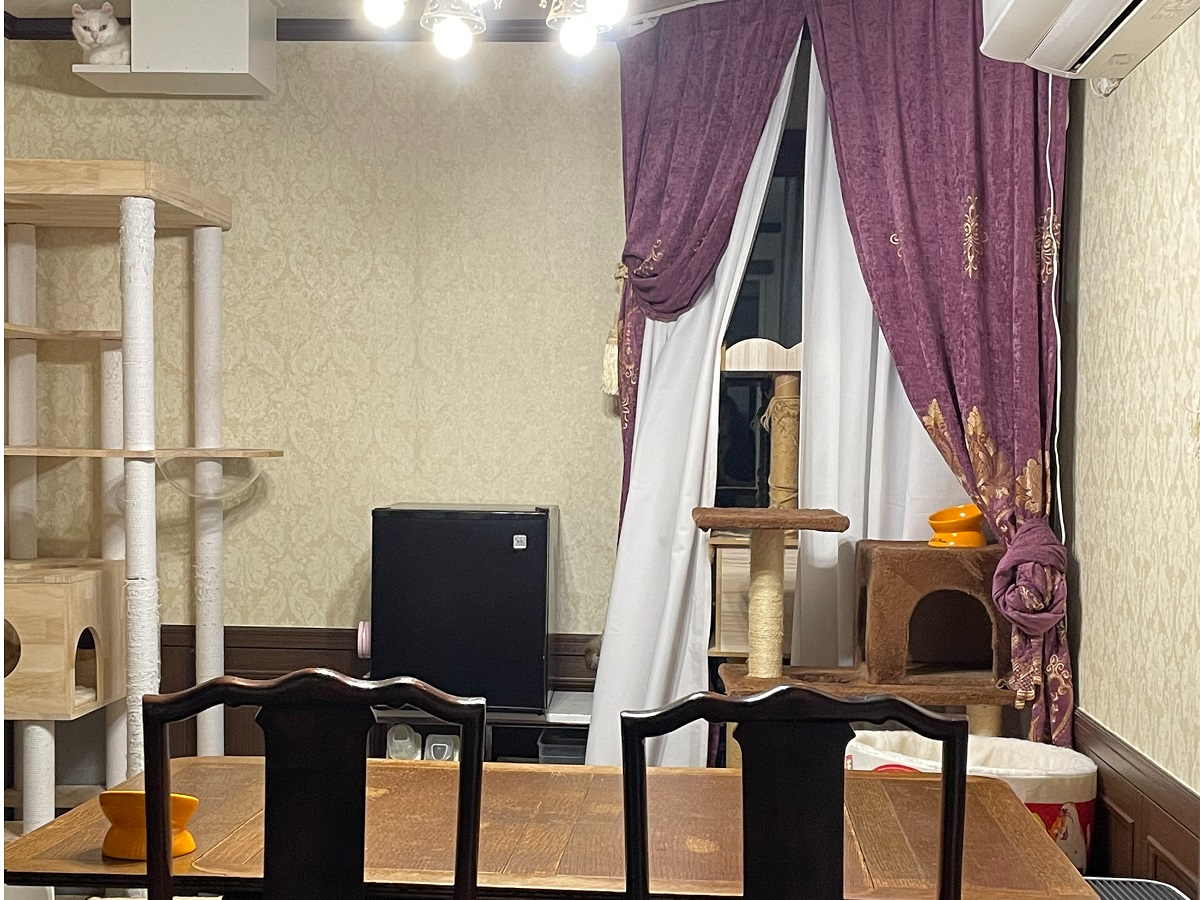 お教室内には人が大好きな猫が2匹おります。 猫カフェ状態です(笑)