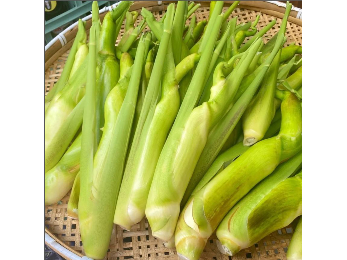 新感覚野菜のマコモダケ収穫体験♪