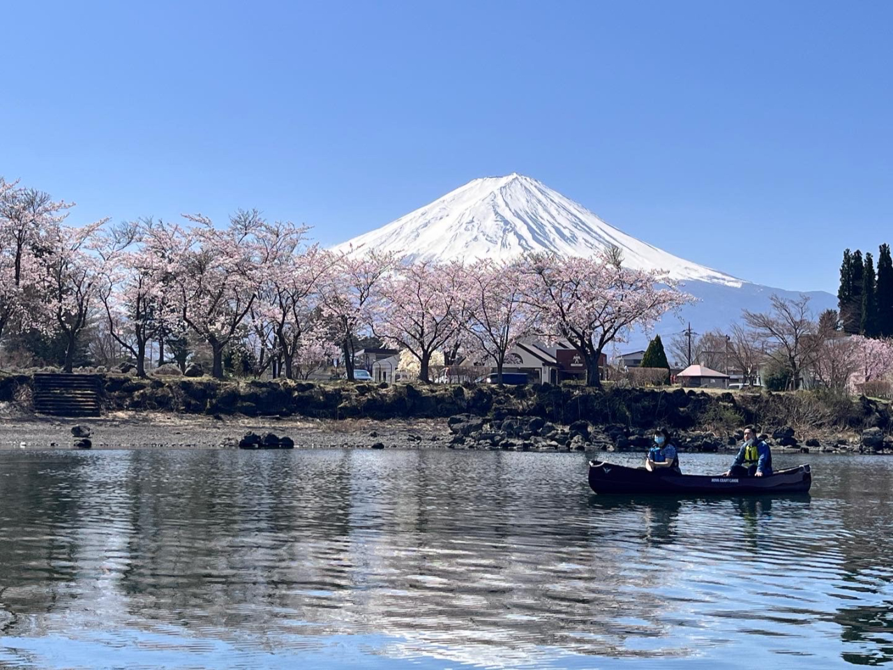 春は桜と富士山。贅沢ですね♪