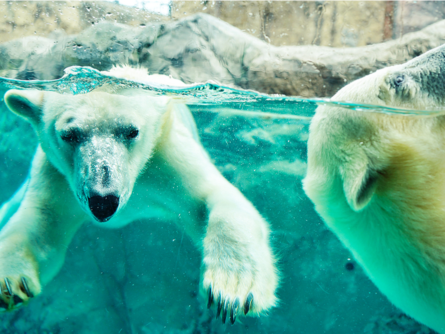 旭山動物園・青い池・富良野 夏のゴールデンルート【入園券&ランチバイキング付き】
