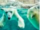 見つめるほどに、新しい発見がある「旭山動物園」