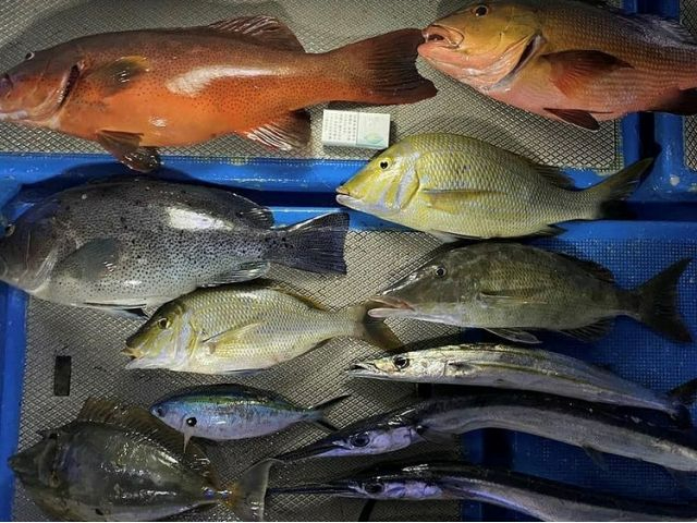 沖縄ならではのお魚が釣れます^^