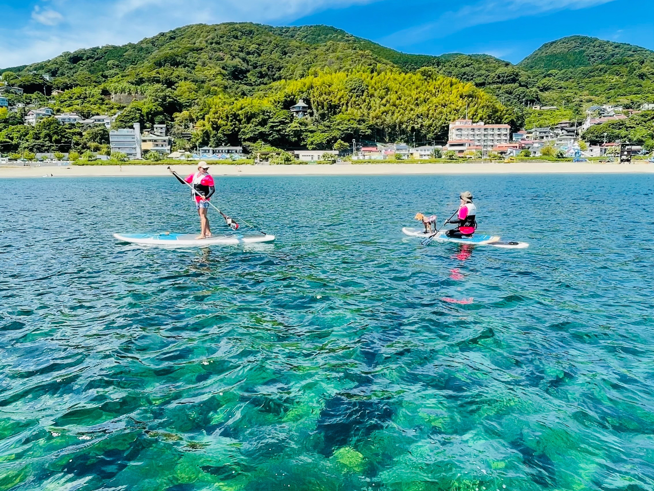 海水浴期間【他グループと混ざらない専属ガイド】愛犬と熱海DOG SUP60