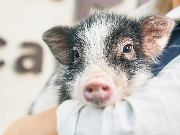 mipig cafe �����V�_�X�̎ʐ^2