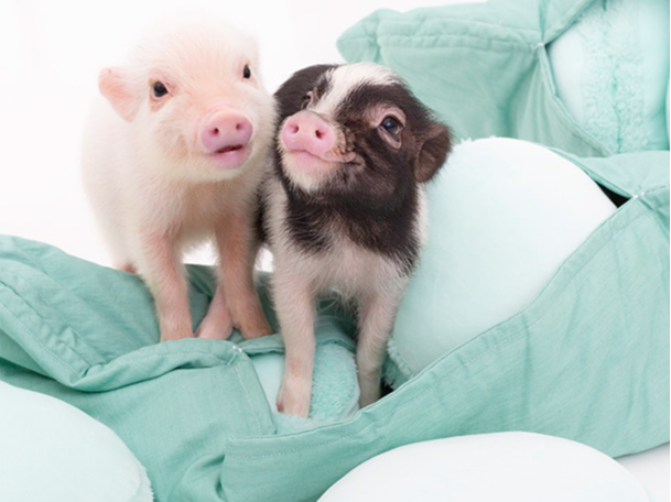 mipig cafe ���]���É��X�̎ʐ^2