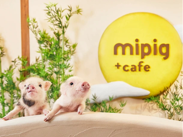 mipig cafe ���s�X�̎ʐ^2