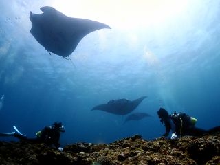 石垣島でマンタに会いにいこう!
