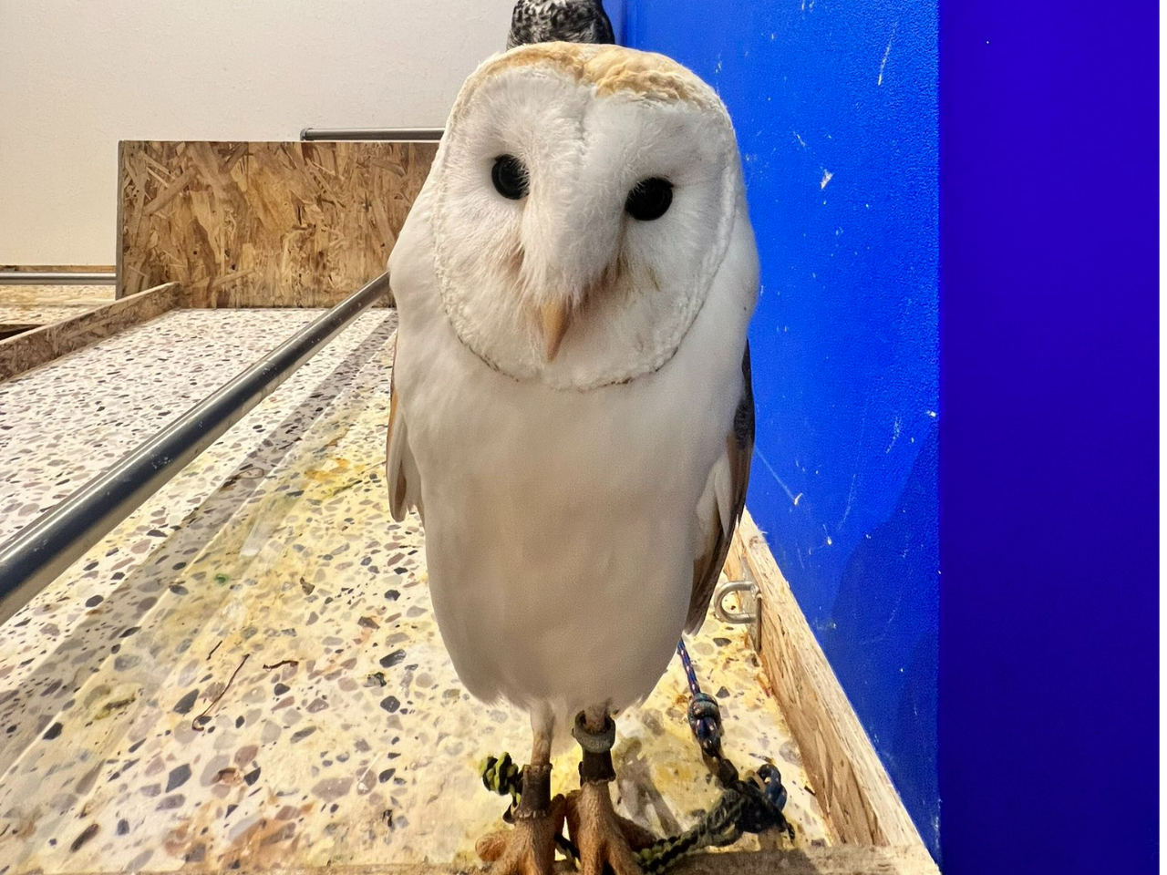 tNE^HVByj̃GŤł͈ԗǂHׂ܂