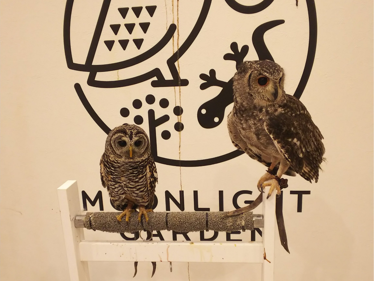 土日祝》ふくろうなどのエキゾチックアニマルふれあい体験