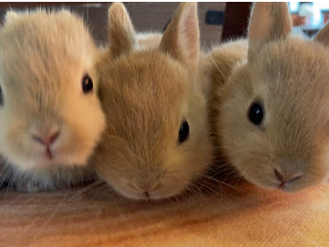 《30分★モフモフコース》個室内で抱っこや触れ合いをたっぷり楽しめます!ワンドリ...