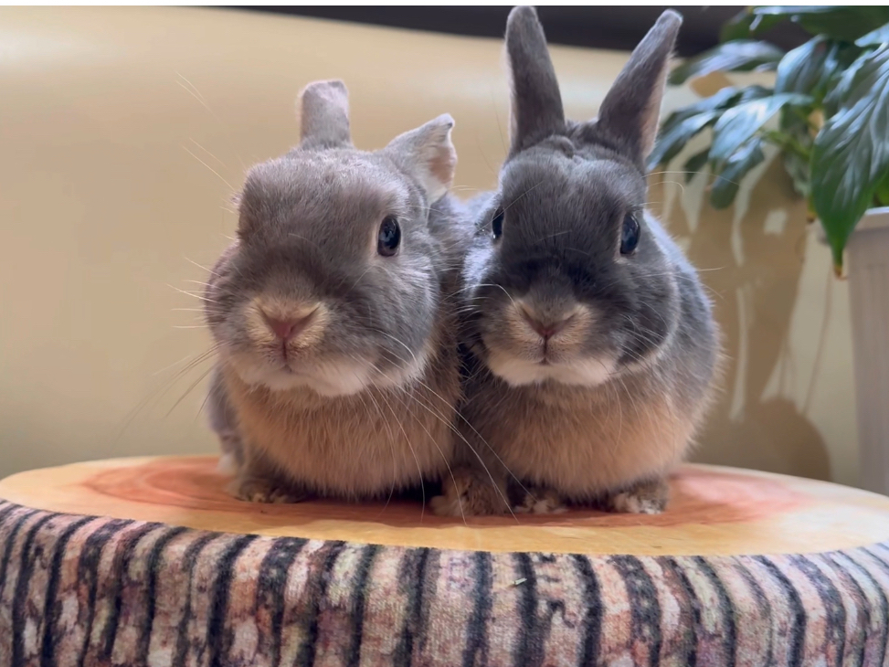 《60分★ナデナデコース》テーブル席でナデナデできるコースです!ワンドリンク&ウ...