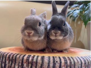 看板うさぎのレイラくん