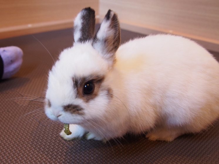 《30分★ナデナデコース》テーブル席でナデナデできるコースです!ワンドリンク&ウ...