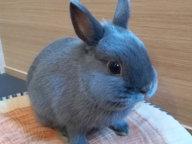 【ファミリー割引】《60分★モフモフコース》個室内で抱っこや触れ合いをたっぷり楽...