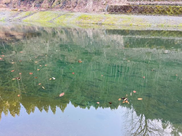 おさかなたくさんいますよ~♪