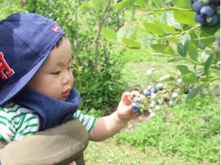 小さなお子様でもブルーベリー狩りが楽しめます。