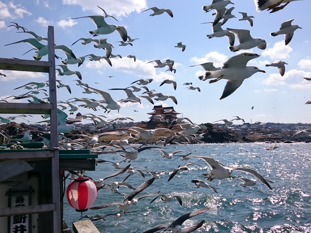 天然記念物のうみねこ繁殖地「蕪島」裏でスリリングなうみねこ餌付け体験ができます!