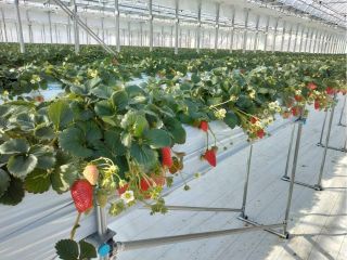 2023年2月にオープンした「Aska strawberry field」です♪