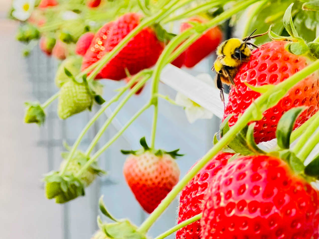 �󕲂̂���`�������Ă����u�}���n�i�o�`�v���������щ���Ă��܂����傫���Ăт����肵�Ă��܂���������܂��񂪂ƂĂ���l���������ڂ����t���t�ŉ�����ł���