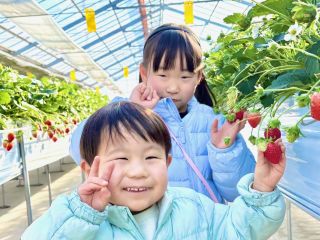 群馬県のみ!しかも限られたいちご農園でしか栽培していないプレミアムなオリジナル、品種「ジューシー」や「ななか」が大人気!!