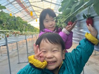 小さな子どもでも手が届く高さなので家族みんなで楽しめます♪群馬県でも珍しい品種『ジューシー』は香り高く甘みも強い大人気のいちごです♪