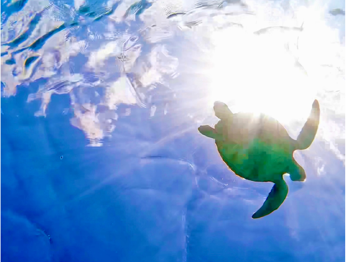 ������B�e��������ƁA�܂�ŃE�~�K���������ł���悤�Ɍ����܂��B