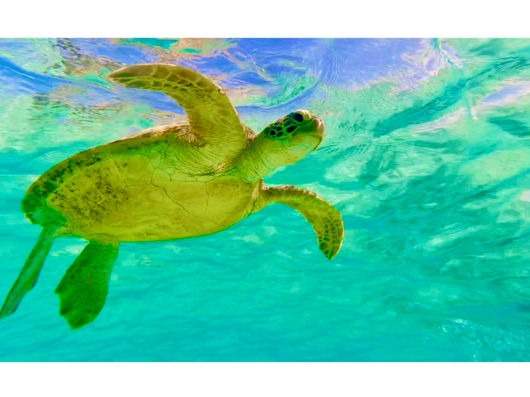 �ċz�����ɐ��ʂɏオ���ė���E�~�K���B��������ׂɐ��ʂ������o���܂��B