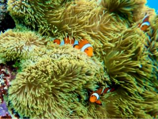 本物のニモ(カクレクマノミ)に会いに行こう!