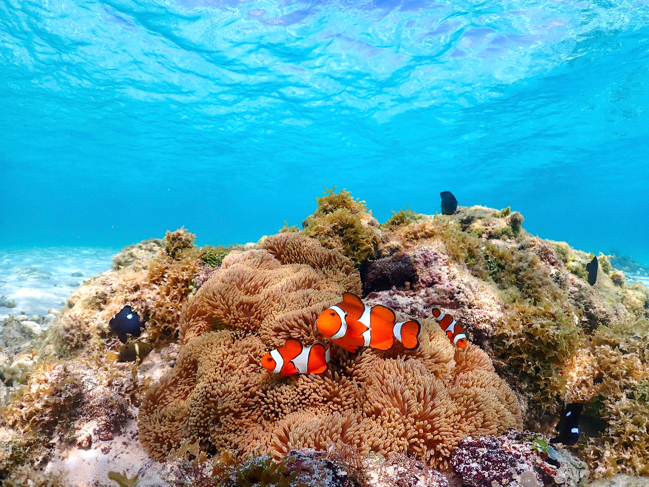 カクレクマノミもいますよ♪