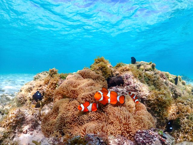 カクレクマノミもいますよ♪