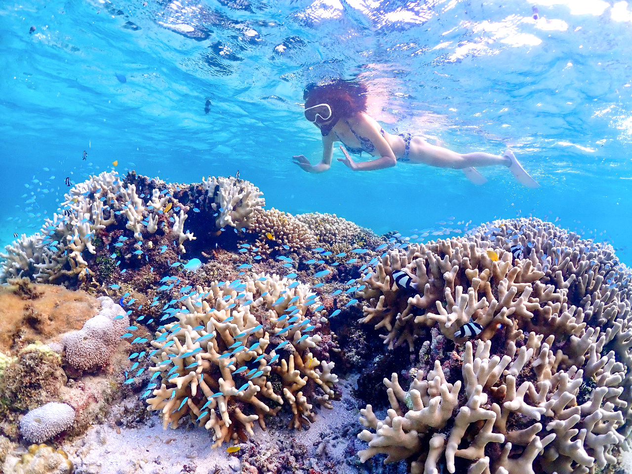 海況によっては熱帯魚がいるところにも行けます♪