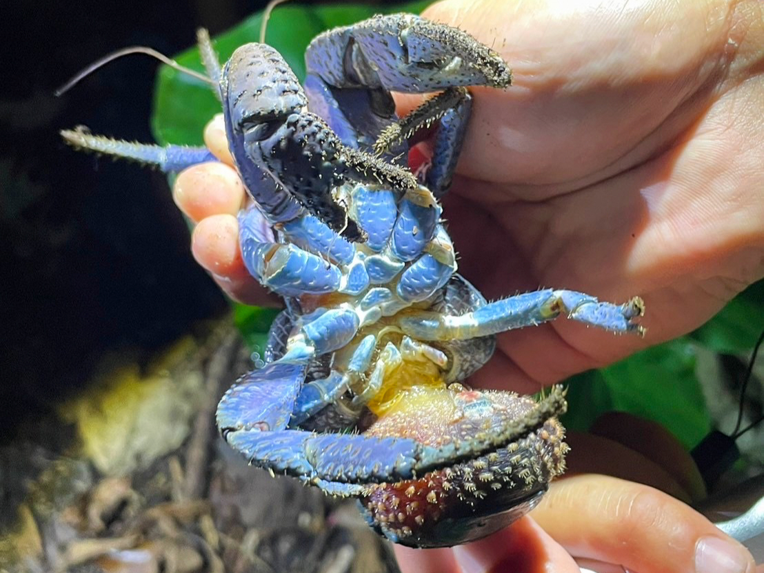 宮古島《ヤシガニ遭遇率高》ジャングル＆星空ナイトツアー☆当日OK