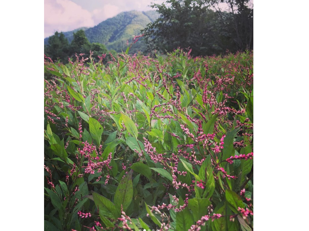 �Y��Ȑ��A��C�A�R���͂�����ł��ꂽ�V�R��